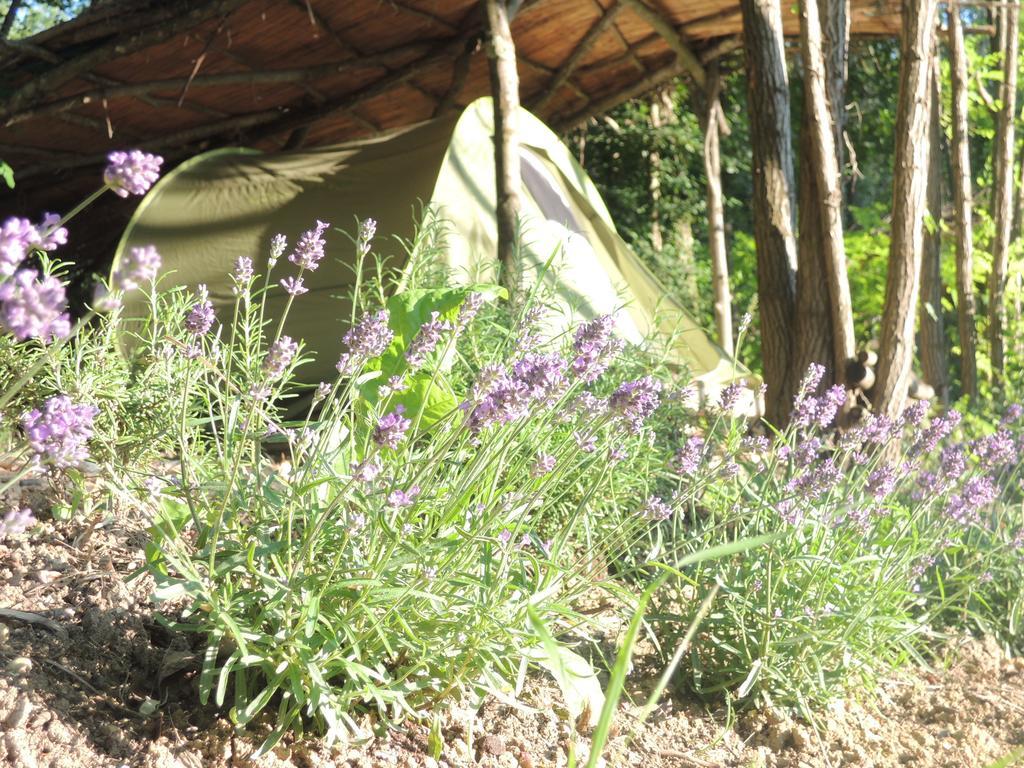Campsite Adrenaline Check Kaki Event Place